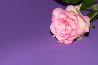 Güzel narin gül, yakın manzara.