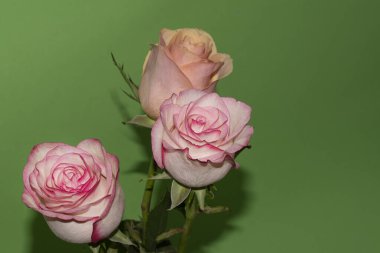 Güzel yumuşak güller, yakın manzara