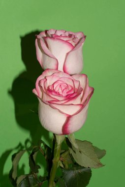 Güzel yumuşak güller, yakın manzara