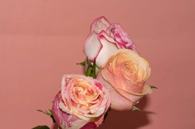 Güzel yumuşak güller, yakın manzara