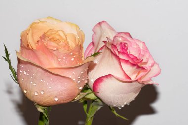 Güzel yumuşak güller, yakın manzara