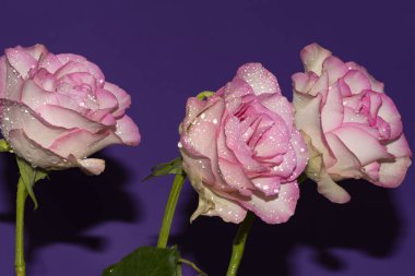 Güzel yumuşak güller, yakın manzara