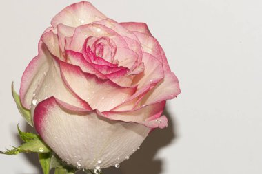 Güzel narin gül, yakın manzara.