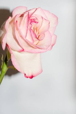 Güzel narin gül, yakın manzara.