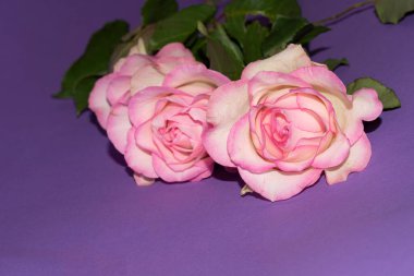 Güzel yumuşak güller, yakın manzara