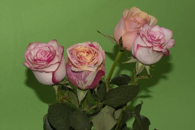 Güzel yumuşak güller, yakın manzara