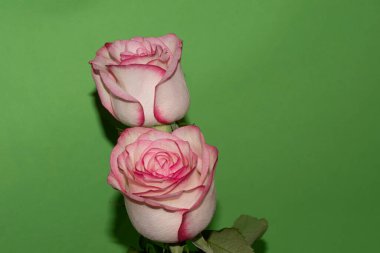 Güzel yumuşak güller, yakın manzara