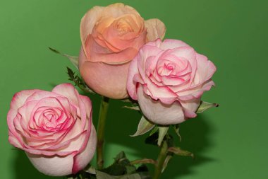 Güzel yumuşak güller, yakın manzara