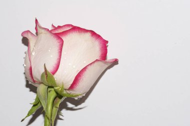 Güzel narin gül, yakın manzara.