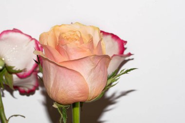 Güzel yumuşak güller, yakın manzara