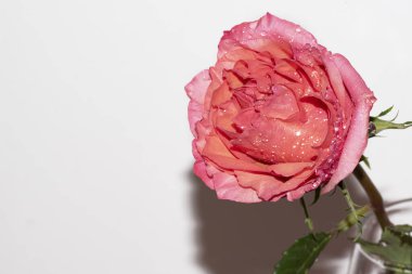 Güzel narin gül, yakın manzara.