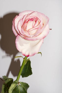 Güzel narin gül, yakın manzara.