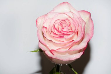 Güzel narin gül, yakın manzara.