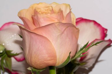 Güzel yumuşak güller, yakın manzara