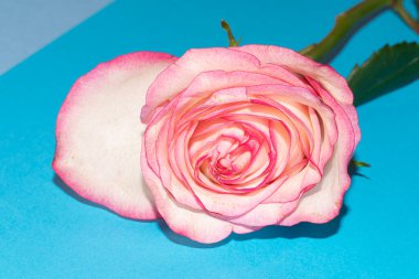 Güzel narin gül, yakın manzara.