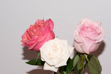 Güzel yumuşak güller, yakın manzara