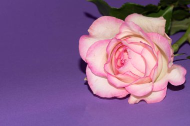 Güzel narin gül, yakın manzara.