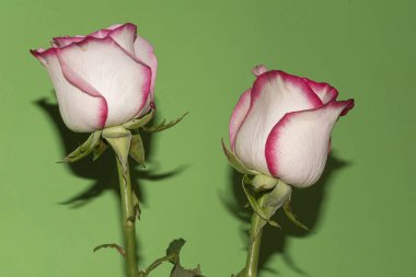 Güzel yumuşak güller, yakın manzara