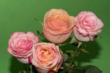 Güzel yumuşak güller, yakın manzara