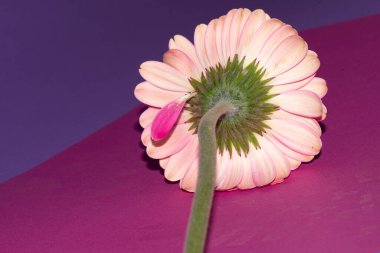 Renkli çiçek açan kasımpatı çiçeğinin yakın plan çekimi. Güzel sonbahar bitkisi