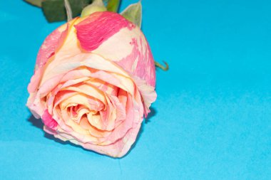 Güzel narin gül, yakın manzara.