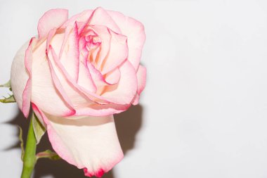 Güzel narin gül, yakın manzara.