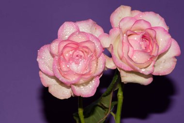 Güzel yumuşak güller, yakın manzara