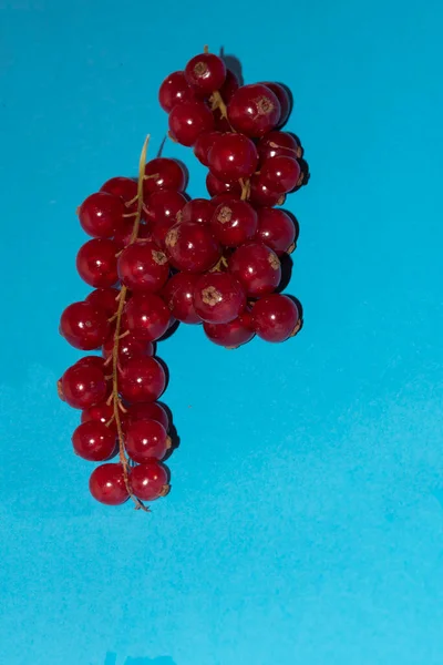 Red Currant Blue Background — Stock Photo, Image