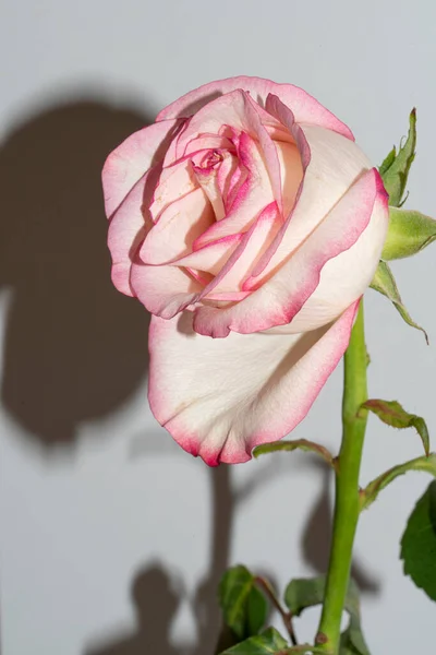 Krásná Něžná Růže Zblízka Pohled — Stock fotografie
