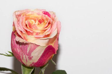 Güzel tek gül, yakın görünüm