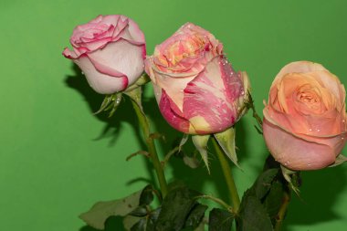 yeşil zemin üzerine güzel güller