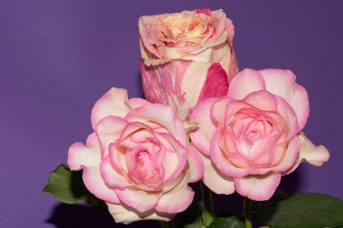 Mor arka planda güzel, yumuşak güller, yakın görünüm