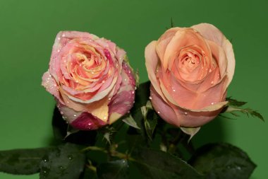 yeşil zemin üzerine güzel güller