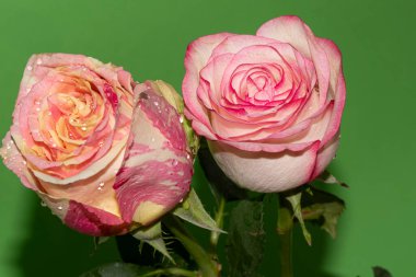 yeşil zemin üzerine güzel güller