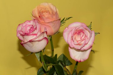 Sarı arka planda güzel güller