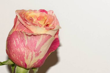 Güzel tek gül, yakın görünüm