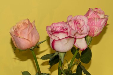 Sarı arka planda güzel güller