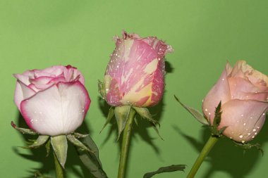 yeşil zemin üzerine güzel güller