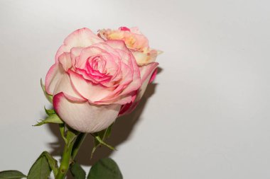 Beyaz arka planda güzel güller