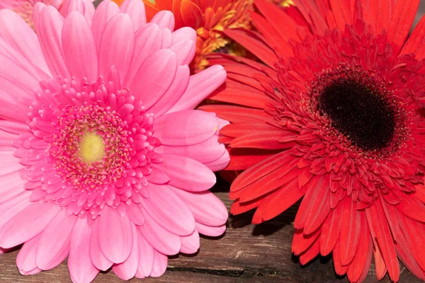 Gerbera Blumen Auf Holz Hintergrund — Stockfoto