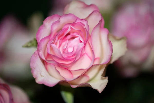 Primer Plano Hermosa Rosa Rosa Flor — Foto de Stock