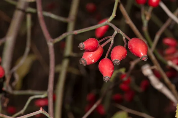 Primo Piano Bacche Rosse Cespuglio — Foto Stock