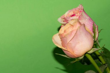 yeşil zemin üzerine güzel güller