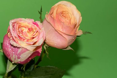 yeşil zemin üzerine güzel güller