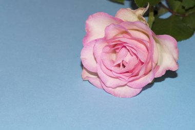 Güzel pembe gül çiçeğinin yakın çekimi