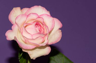 Mor arkaplanda güzel bir gül, yakın görünüm