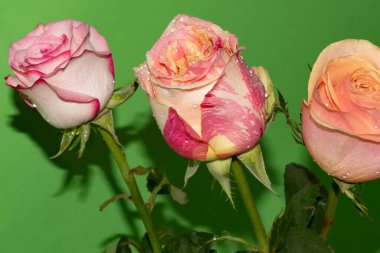 yeşil zemin üzerine güzel güller