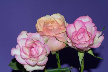 Mor arka planda güzel, yumuşak güller, yakın görünüm