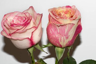 Beyaz arka planda güzel güller