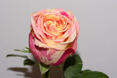 Güzel tek gül, yakın görünüm